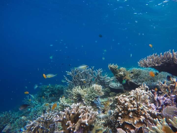 Mambetron Homestay Raja Ampat Pulau Mansuar Ngoại thất bức ảnh