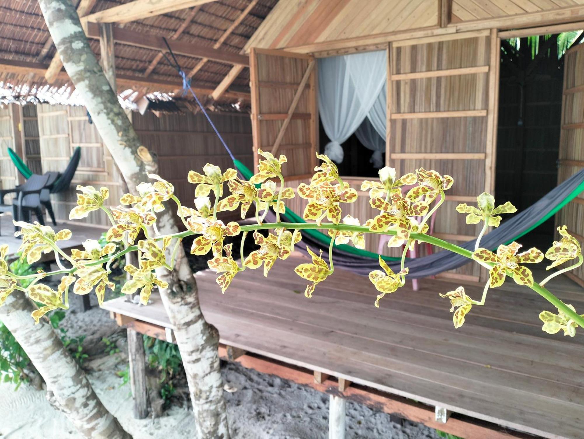 Mambetron Homestay Raja Ampat Pulau Mansuar Ngoại thất bức ảnh